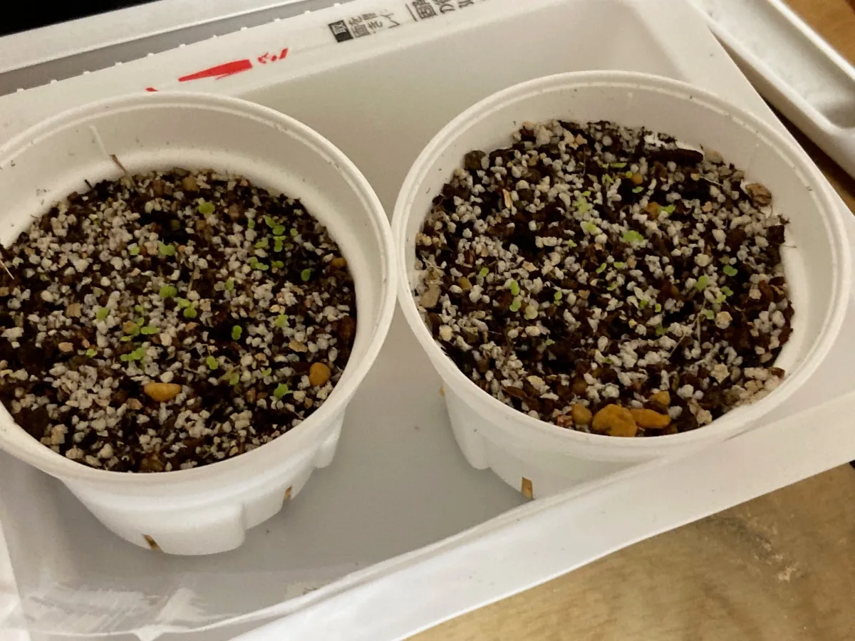 Echeveria laui La Roseta (エケベリア ラウイ)