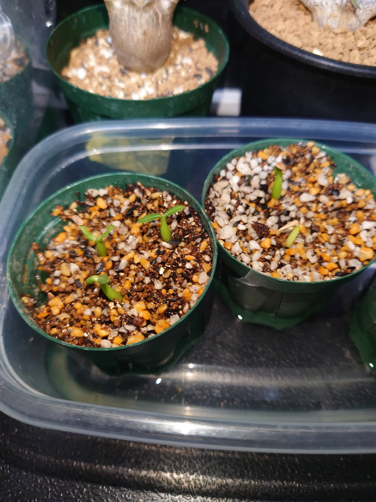 Pachypodium rosulatum var. gracilius (パキポディウム グラキリス)