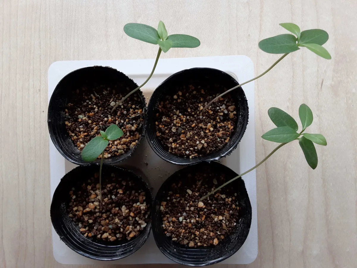 Fouquieria formosa (フォークイエリア フォルモサ)