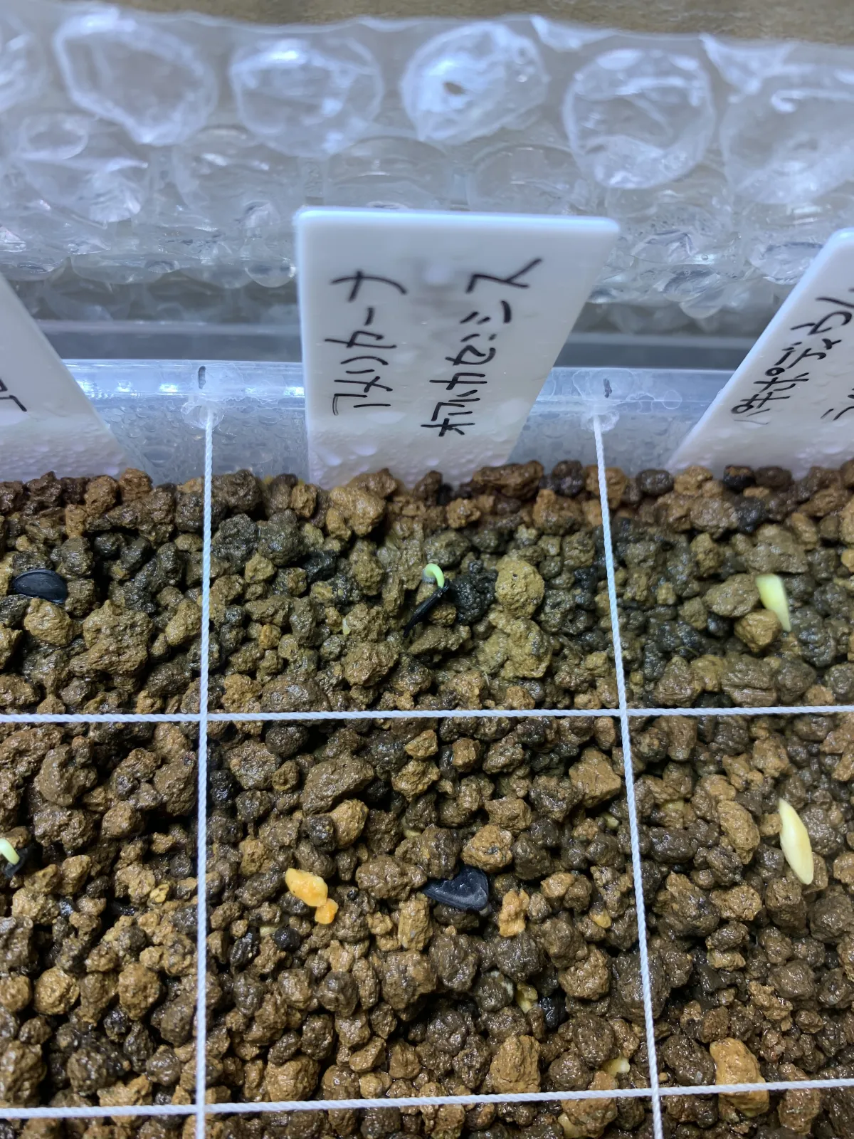 Agave americana var. oaxacensis (アガベ オアハセンシス)