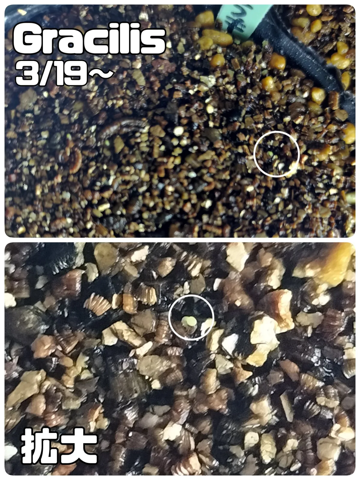 Echeveria gracilis (エケベリア グラキリス)