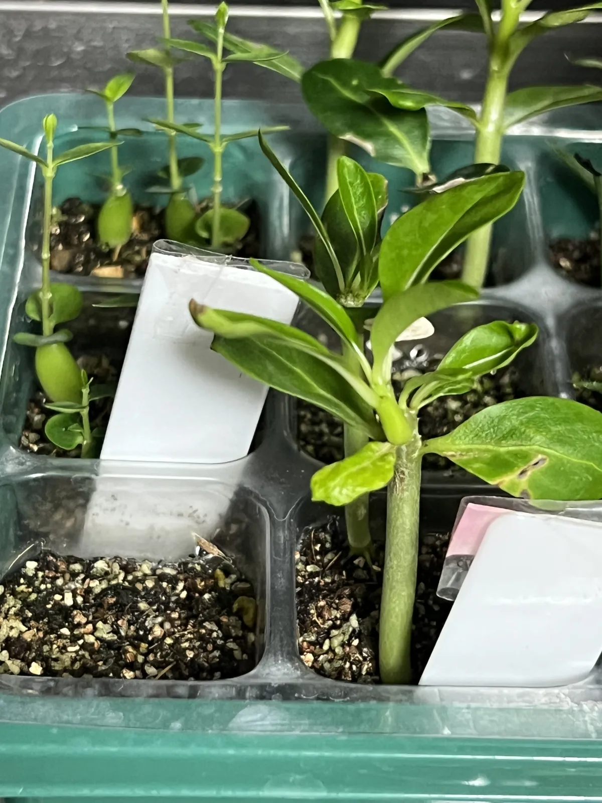 Fockea edulis (フォッケア 火星人)