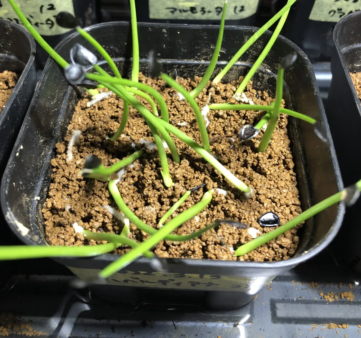 Agave havardiana (アガベ ハバルディアナ)