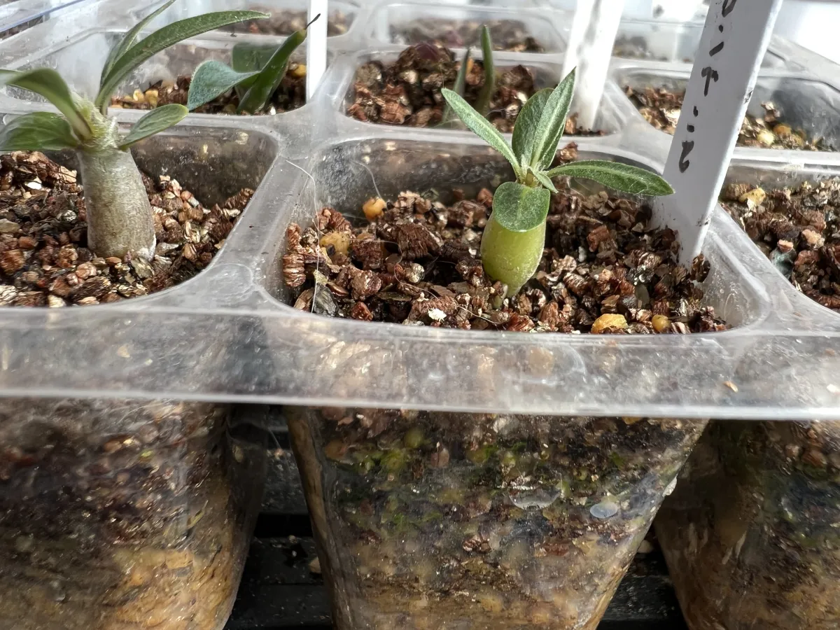 Pachypodium horombense (パキポディウム ホロンベンセ)