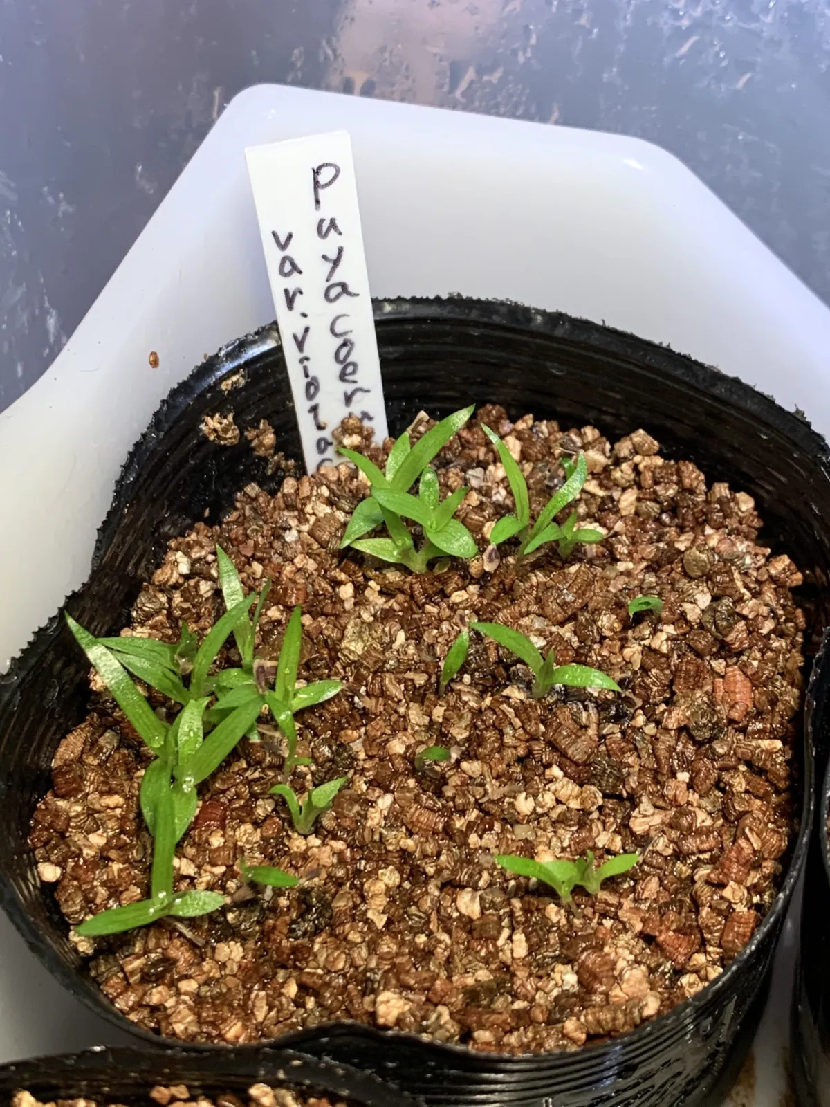 Puya coerulea var. violacea (プヤ ビオラセア)