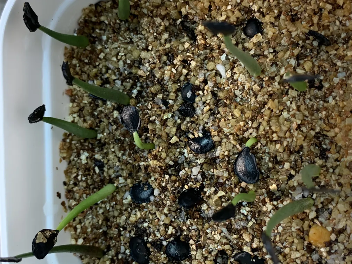 Agave wocomahi (アガベ ワコマヒー)