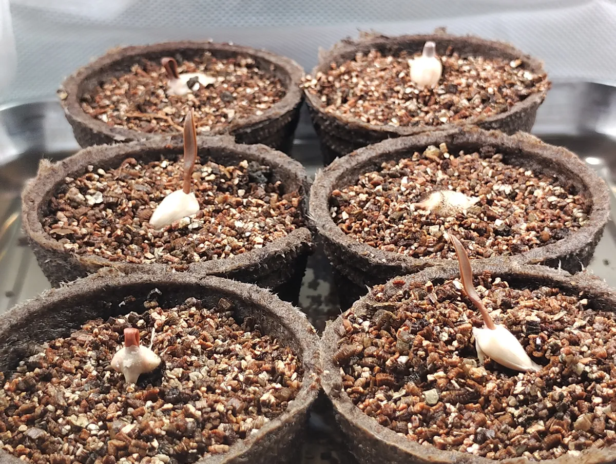 Welwitschia mirabilis (ウェルウィッチア ミラビリス 奇想天外)