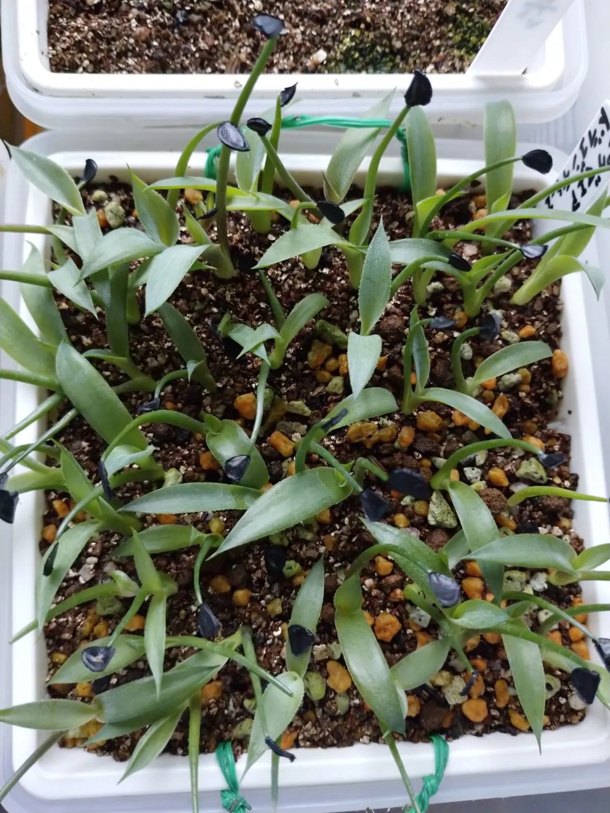 Agave seemanniana (アガベ ピグマエア)