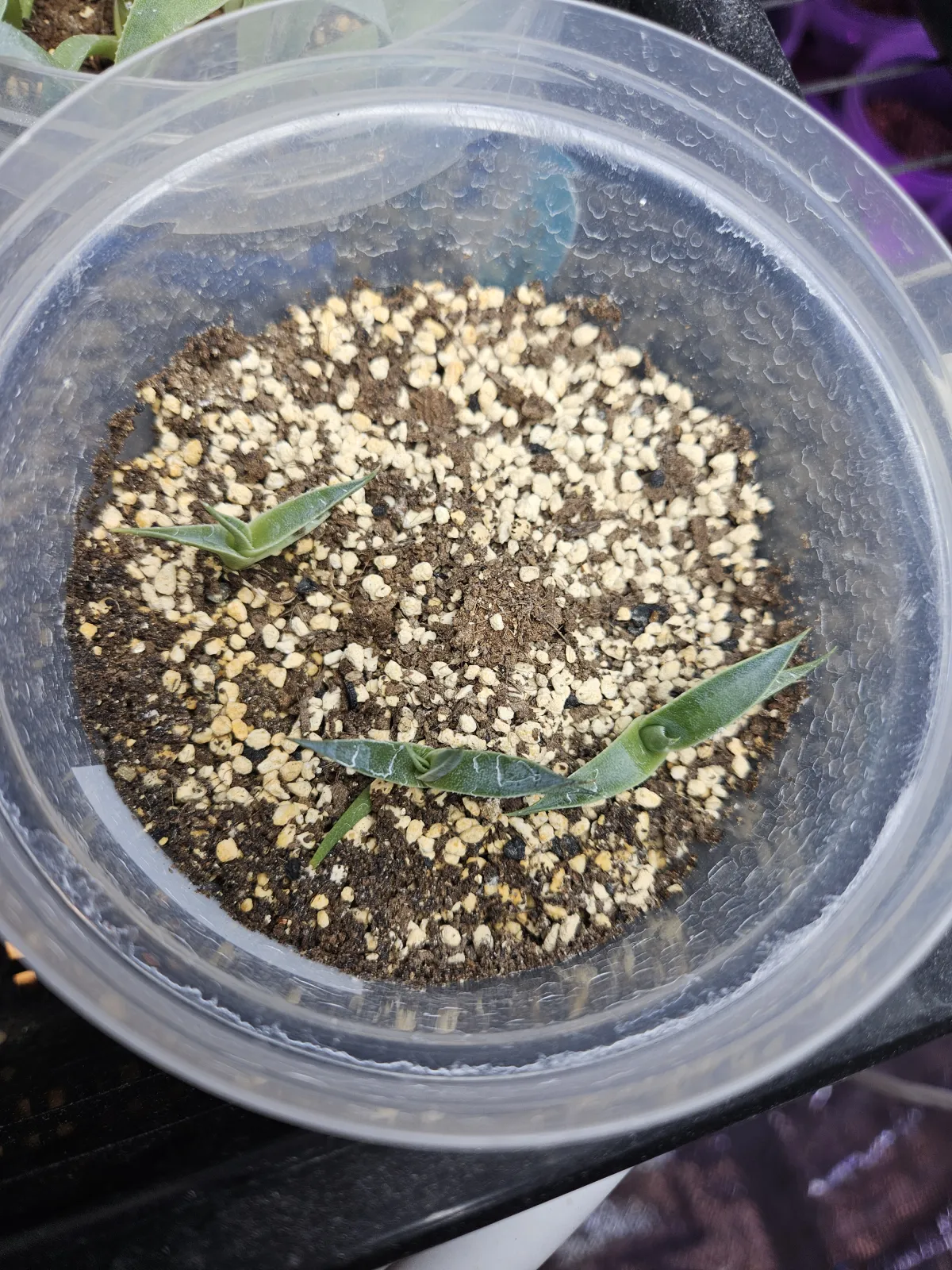 Agave toumeyana var. toumeyana (アガベ トウメヤナ)