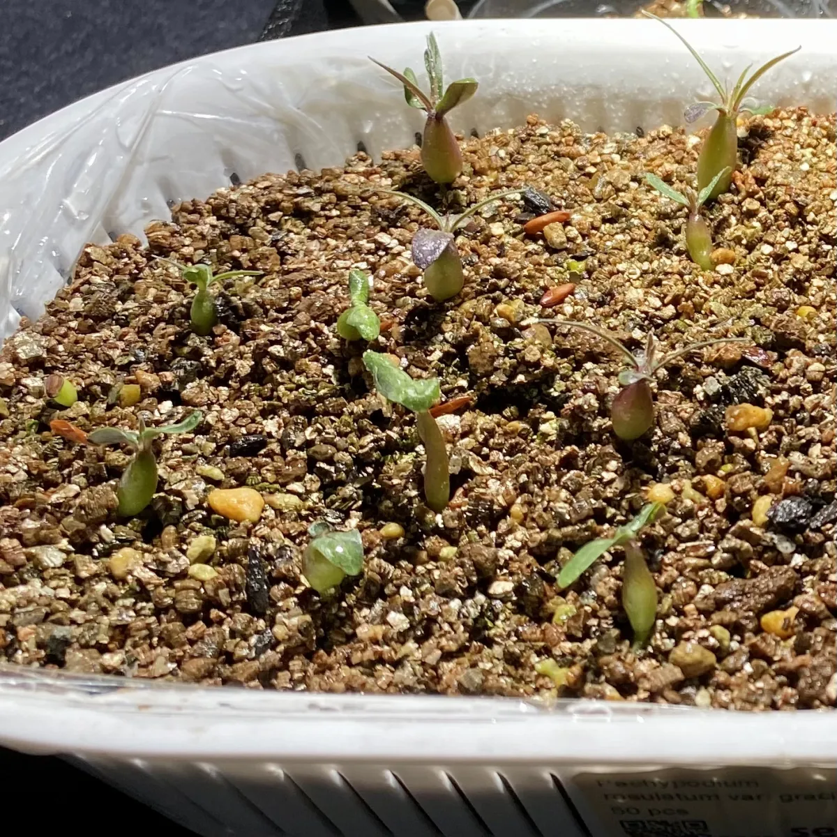 Pachypodium rosulatum var. gracilius (パキポディウム グラキリス)