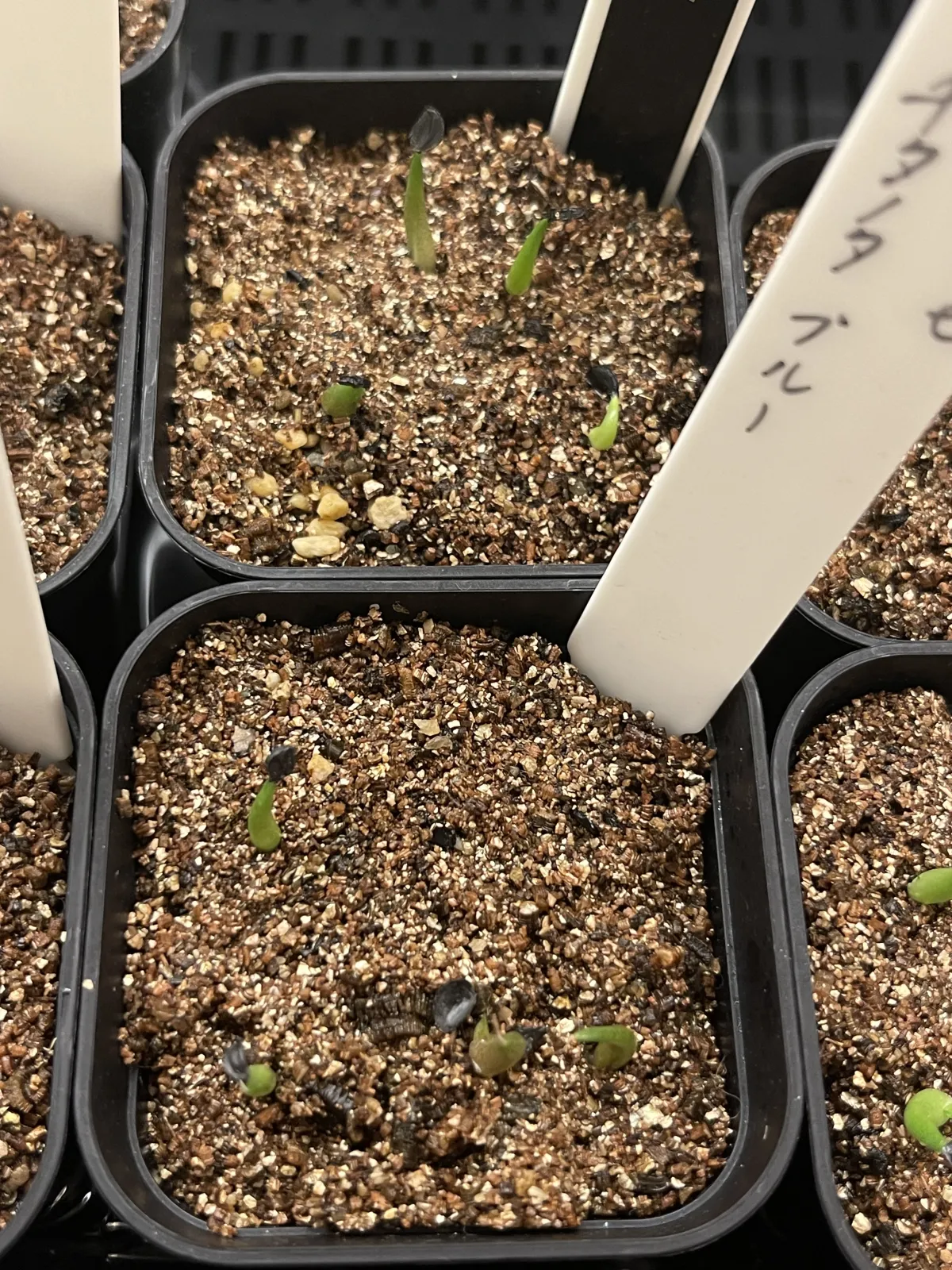 Agave titanota 'Blue' (アガベ チタノタブルー)