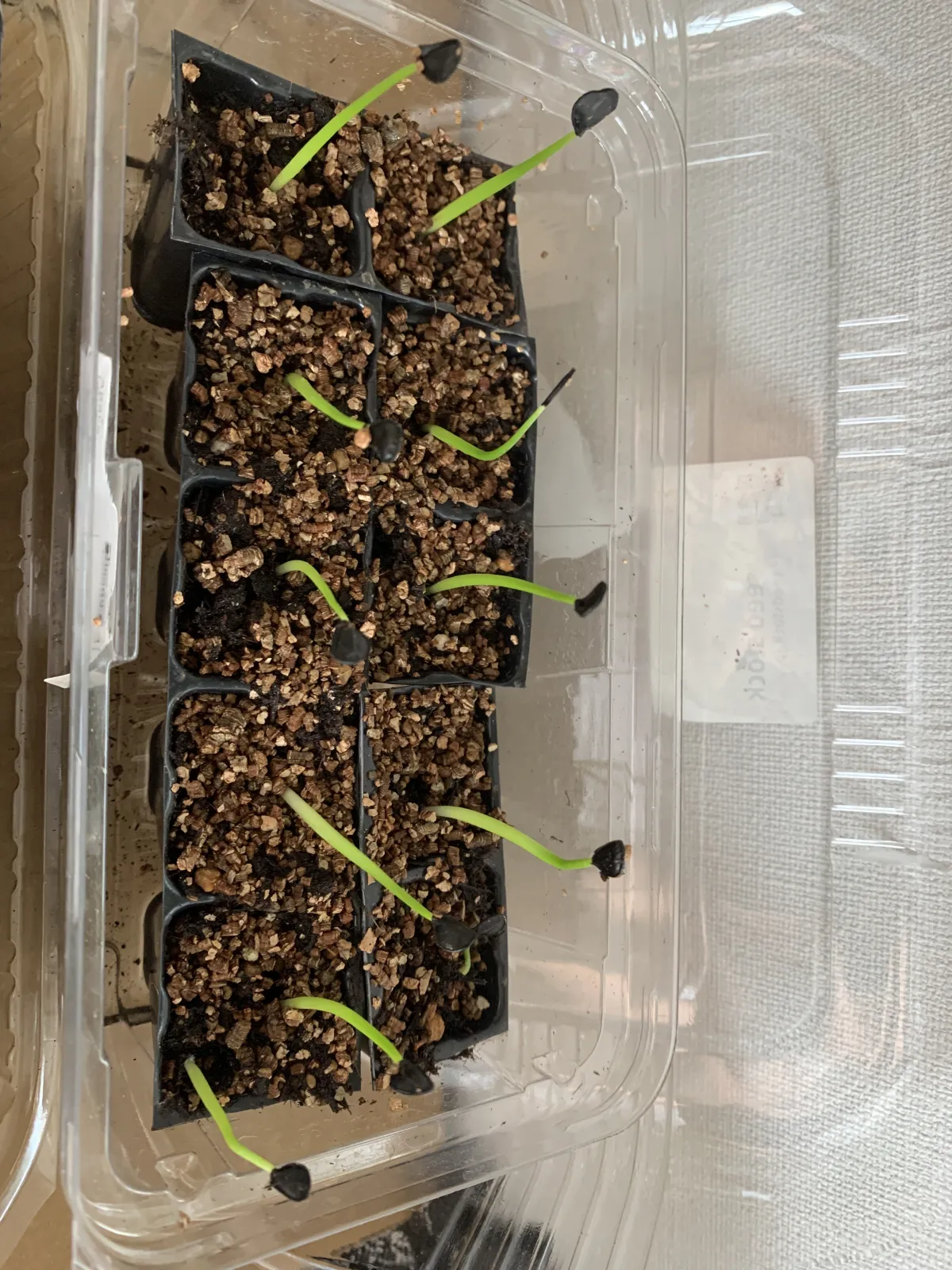 Agave havardiana (アガベ ハバルディアナ)