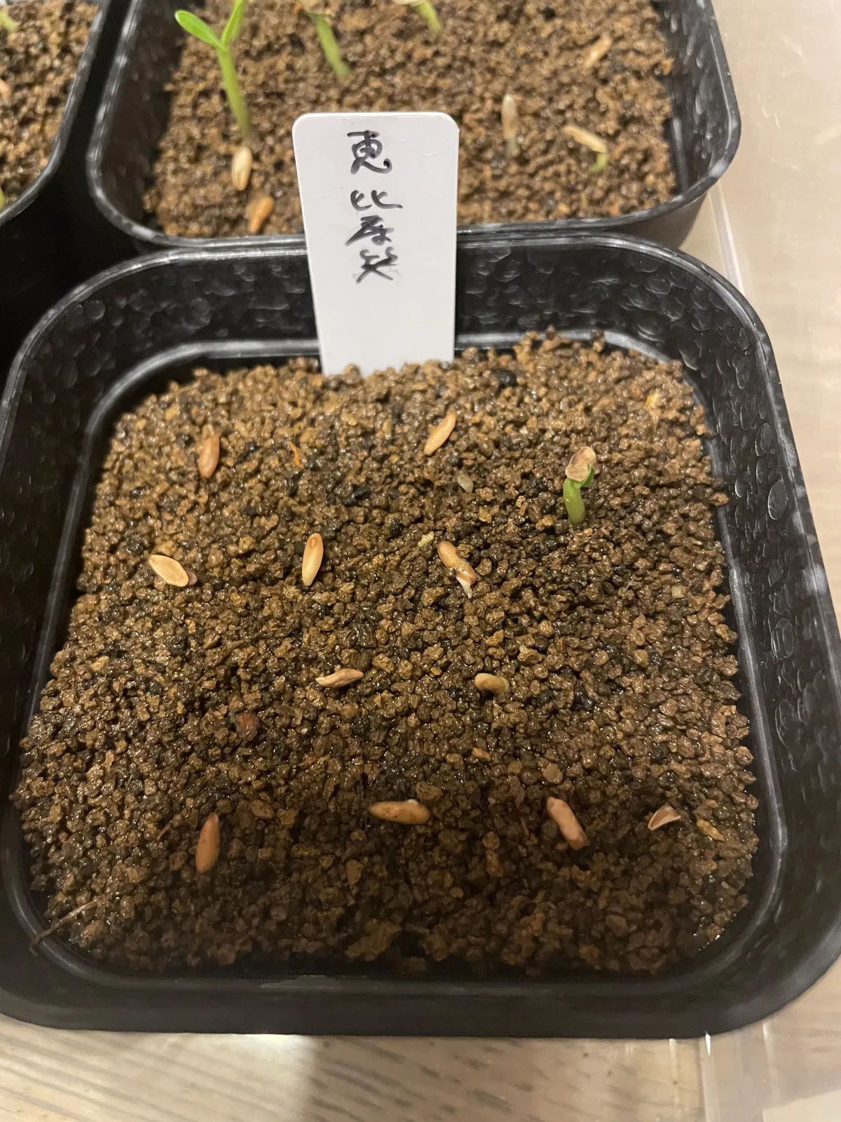 Pachypodium brevicaule subsp. leucoxanthum (パキポディウム レウコキサンツム)