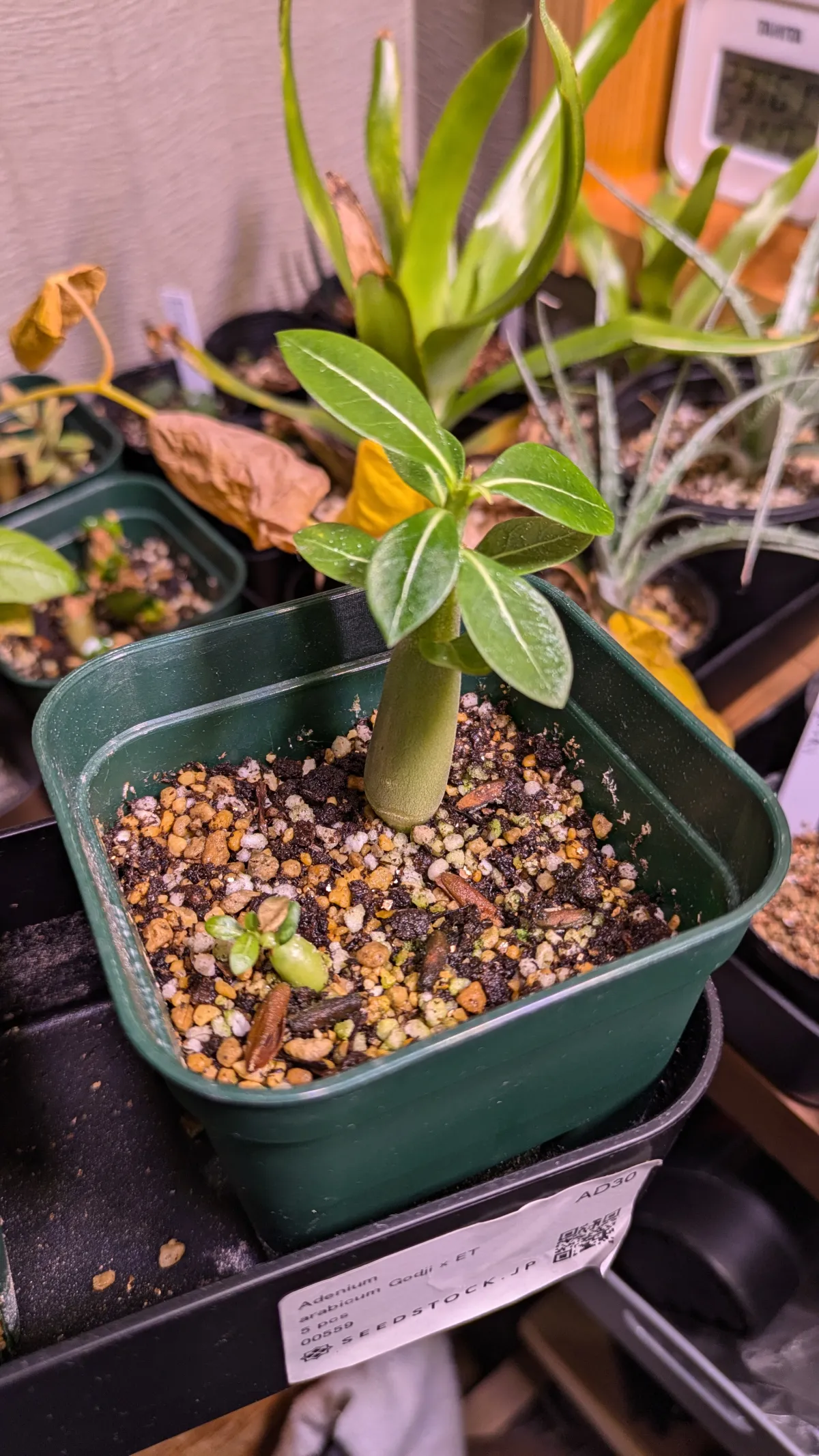 Adenium arabicum 'Godji x ET' (アデニウム ゴッジ x ET)
