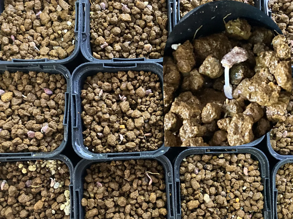 Pachycormus discolor (パキコルムス ディスカラー)