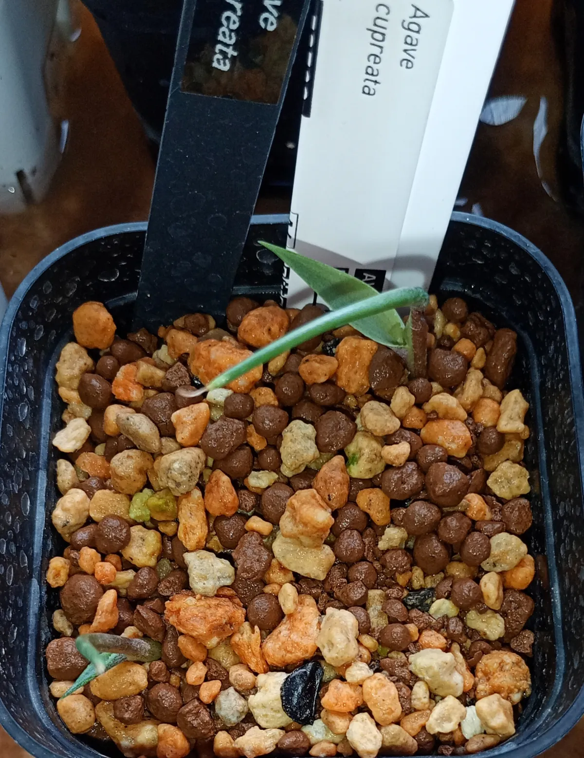 Agave cupreata (アガベ クプレアータ)