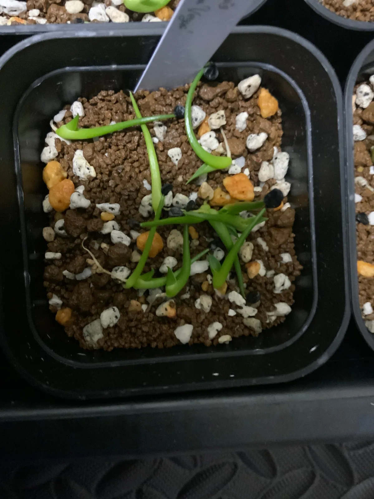 Agave utahensis var. eborispina 'Vegas' (アガベ エボリスピナ ヴェガス)