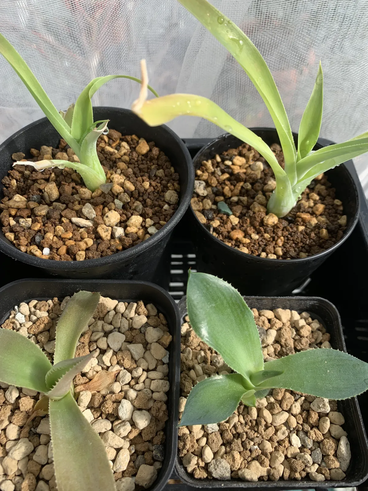 Agave attenuata (アガベ アテナータ 初緑)