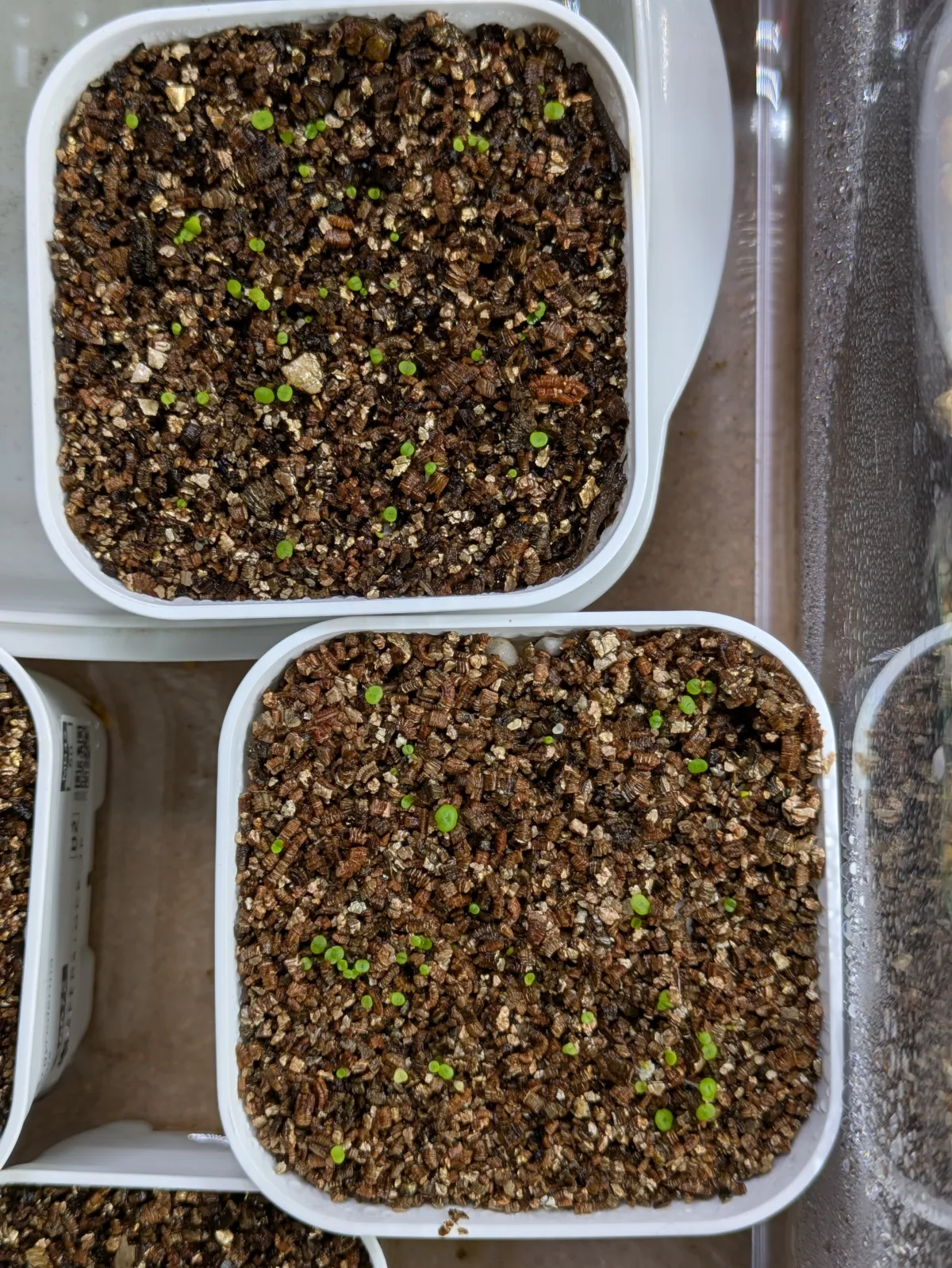 Lithops Mix (リトープス ミックス)