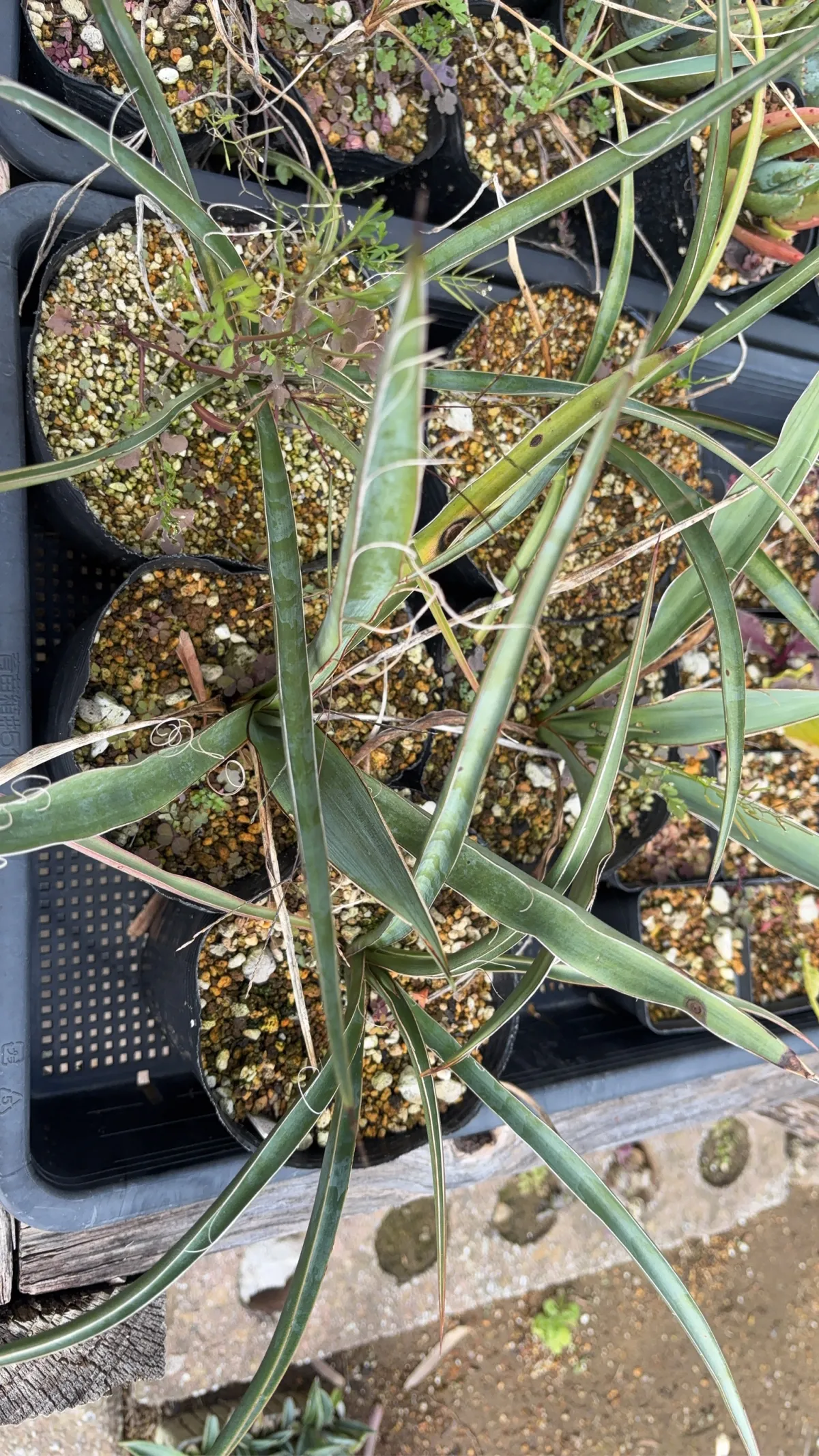 Yucca treculeana (ユッカ トレクレアーナ)