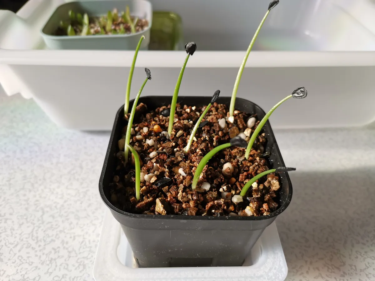 Agave parryi var. truncata (アガベ パリー トランカータ)