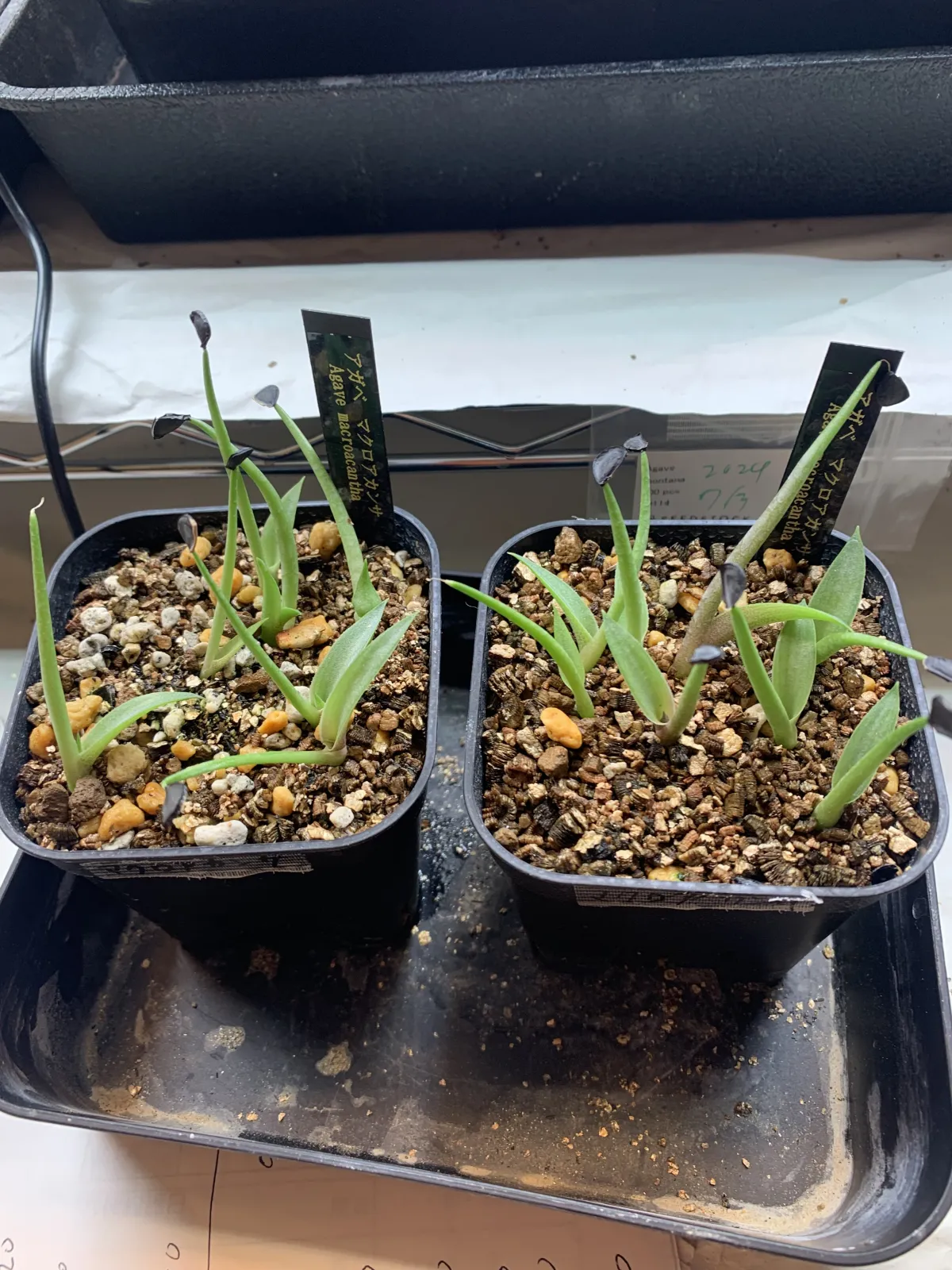 Agave macroacantha (アガベ マクロアカンサ 八荒殿)