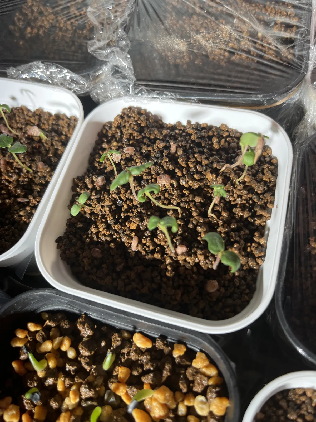 Pachycormus discolor (パキコルムス ディスカラー)