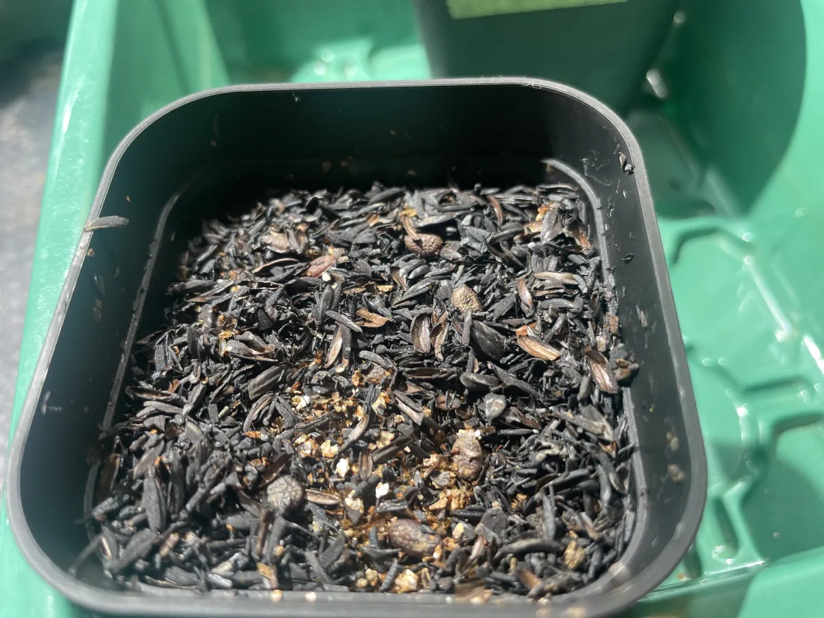 Adenia isaloensis (アデニア イサロエンシス)