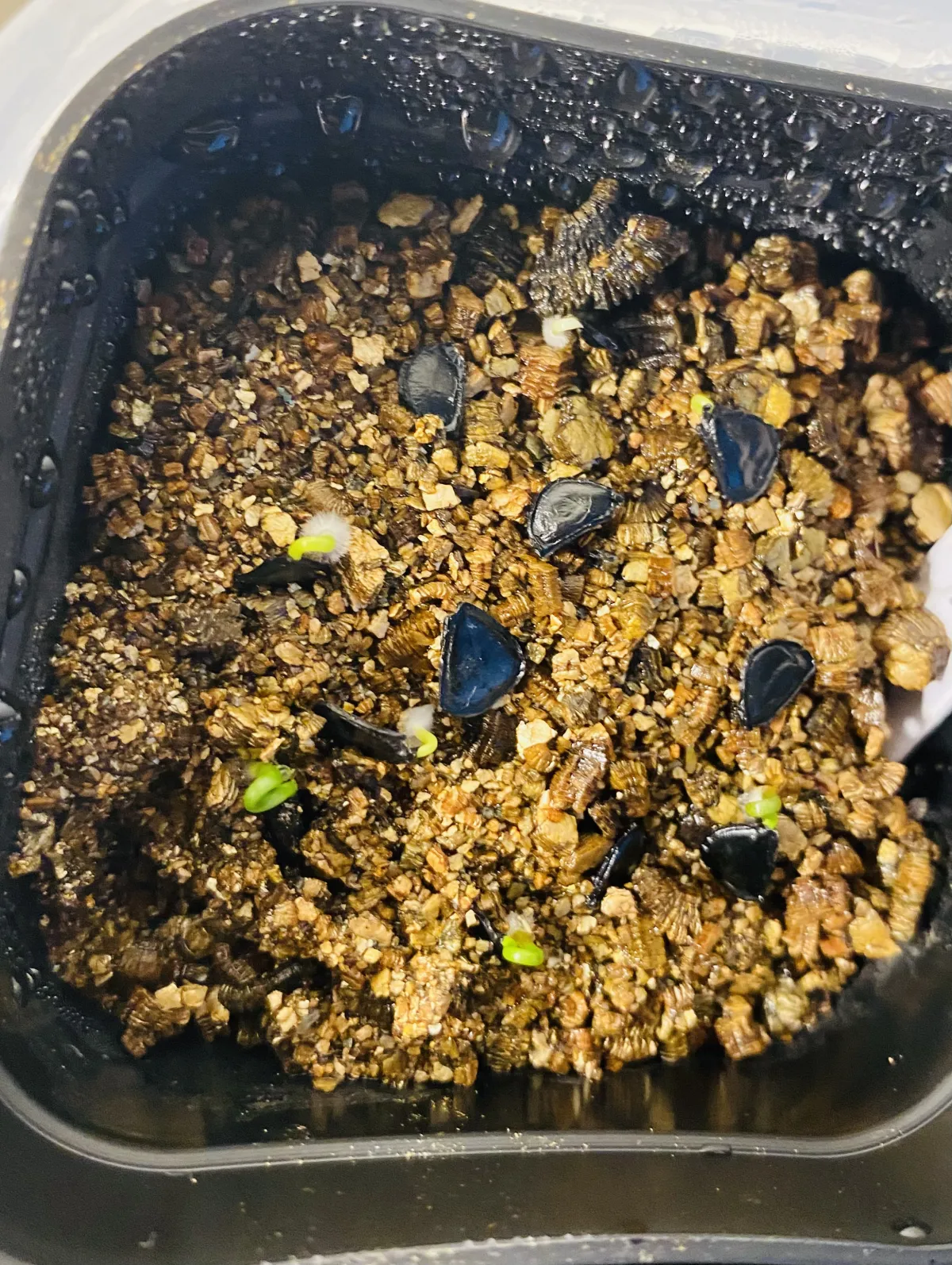 Agave hookeri (アガベ フーケリ)