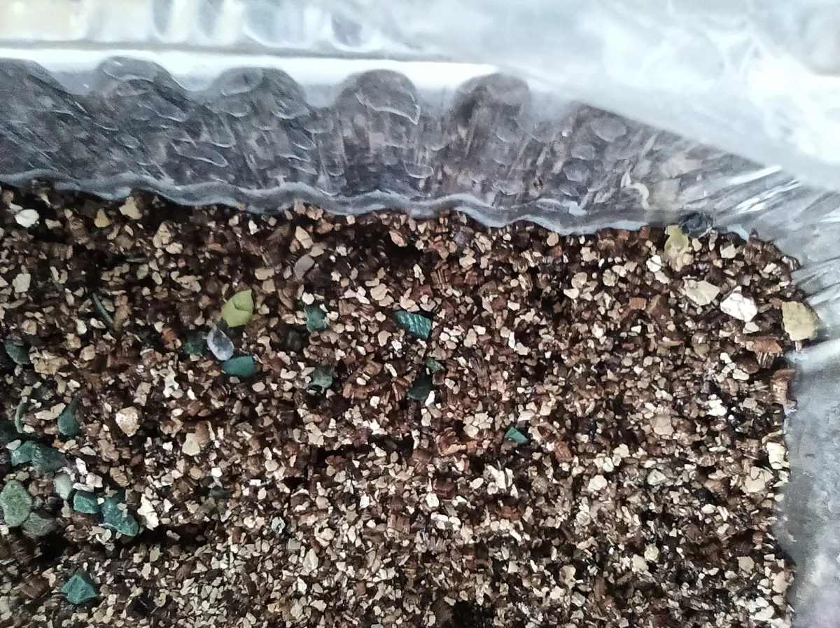 Aloe aculeata (アロエ アクレアータ)