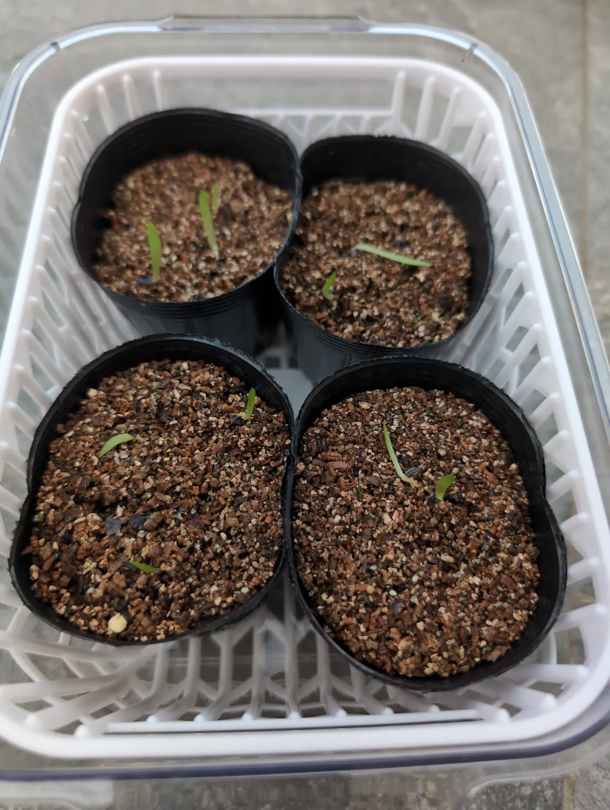 Aloe aculeata (アロエ アクレアータ)