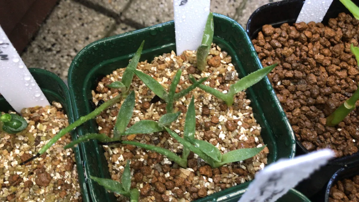 Agave applanata (アガベ アプラナータ 孫悟空)