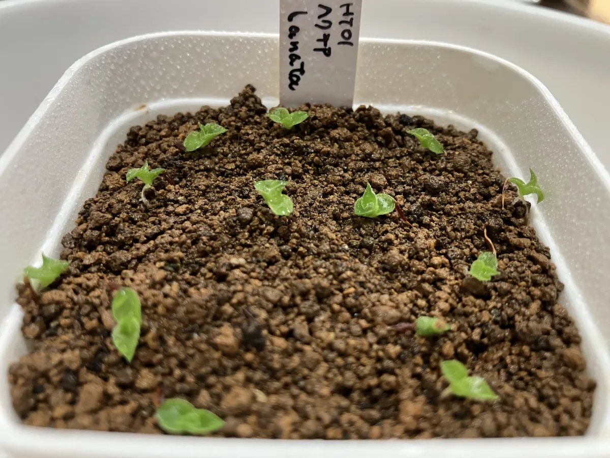 Hechtia lanata (ヘクチア ラナータ)