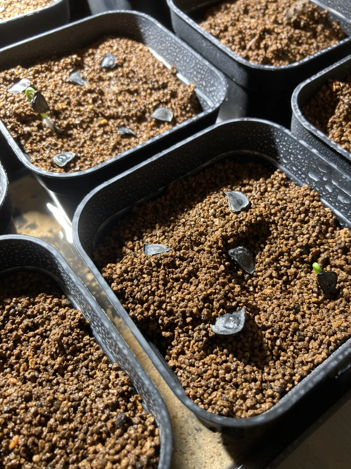 Agave angustifolia (アガベ アンガスティフォリア)