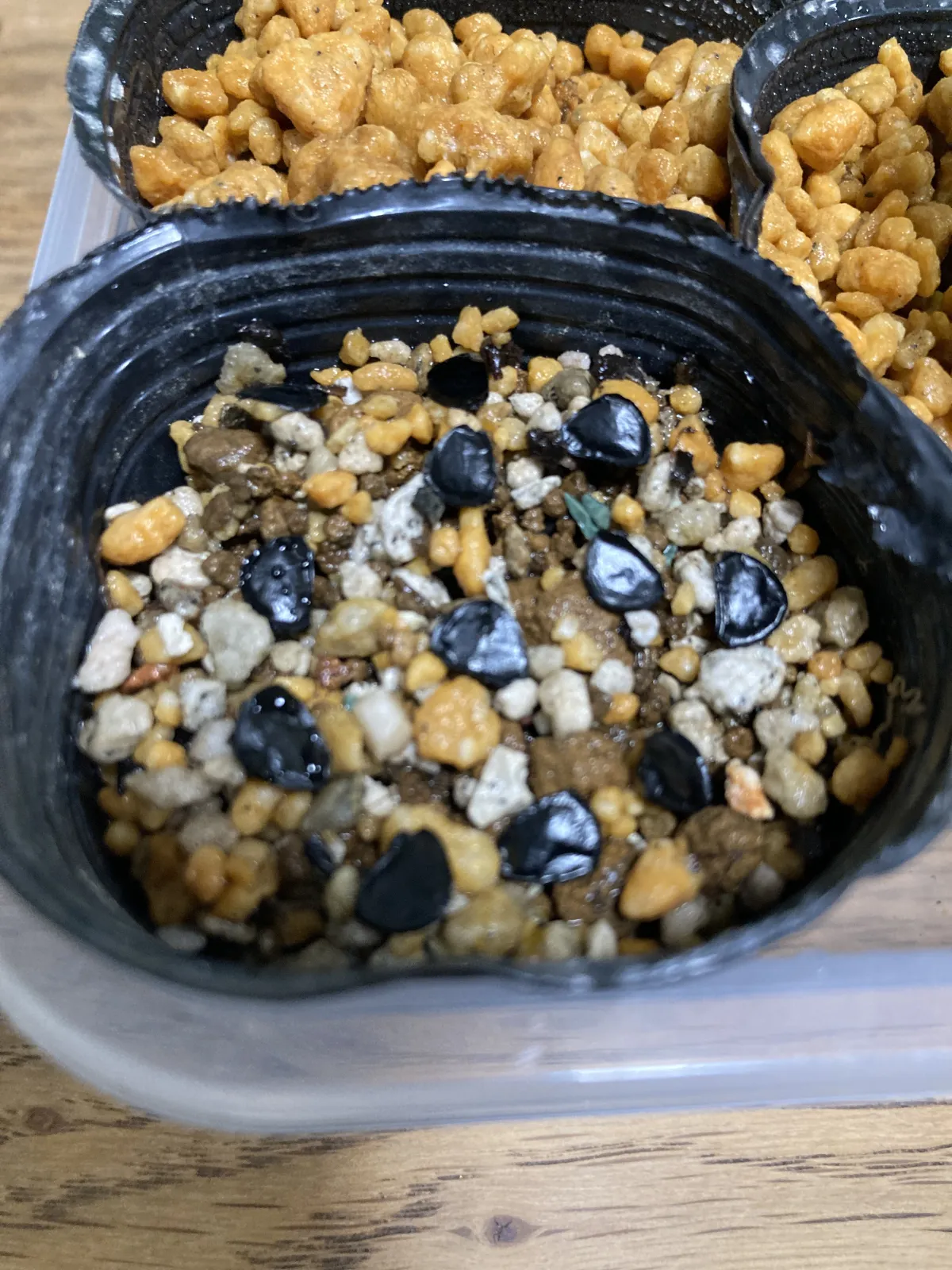 Agave americana (アガベ トリマンブルー)