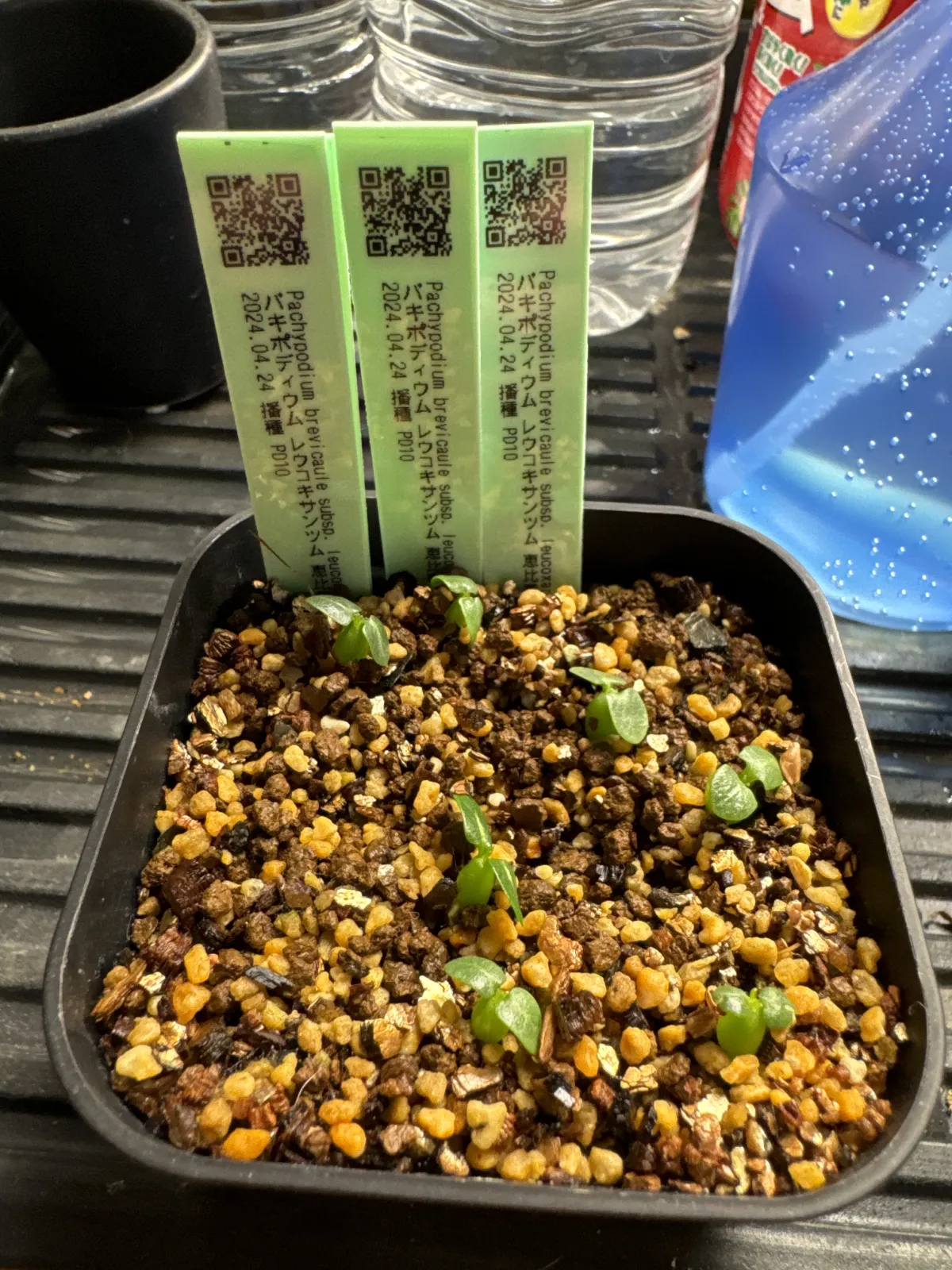 Pachypodium brevicaule subsp. leucoxanthum (パキポディウム レウコキサンツム)