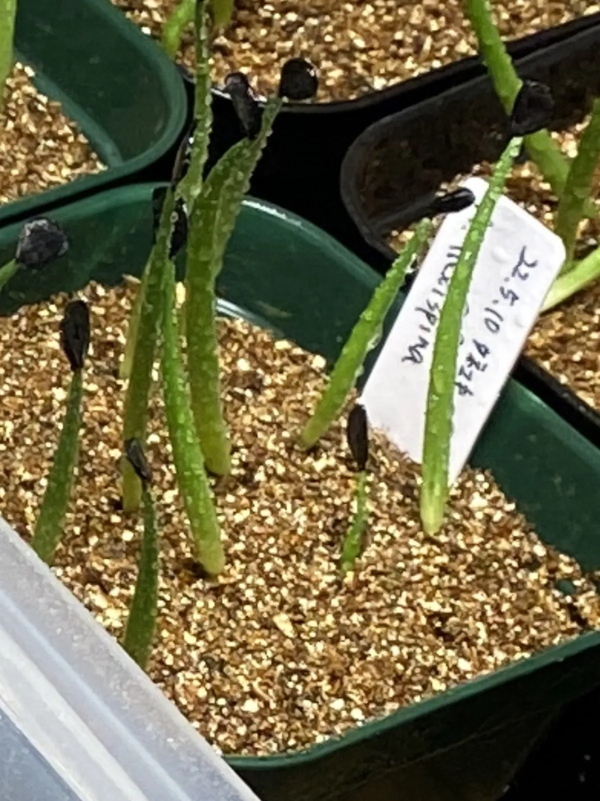 Agave flexispina (アガベ フレキシスピナ)