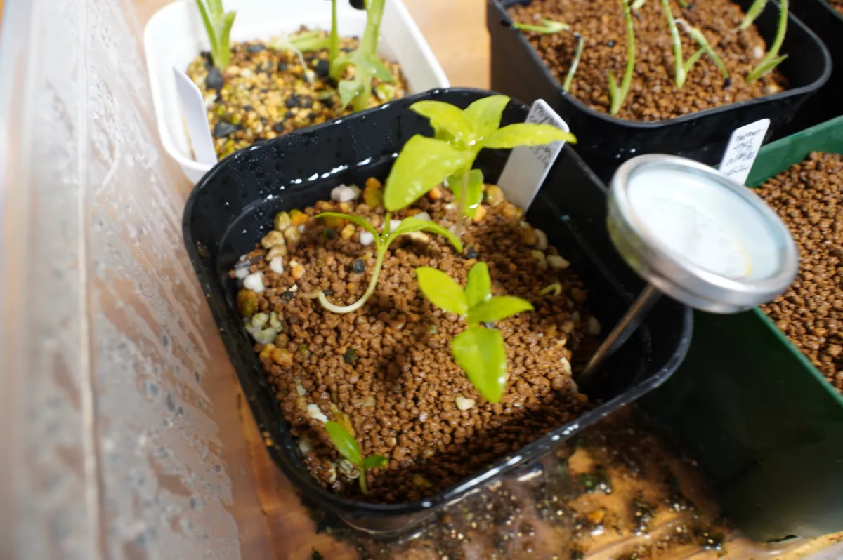 Phytolacca dioica (フィトラッカ ディオイカ)