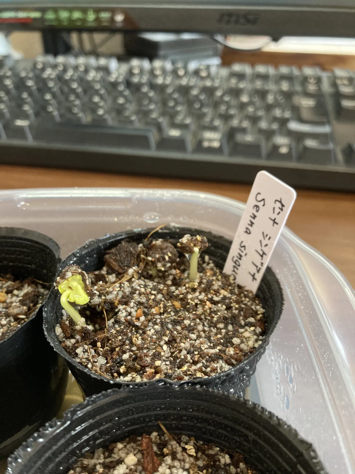 Senna singueana (センナ シンゲアナ)