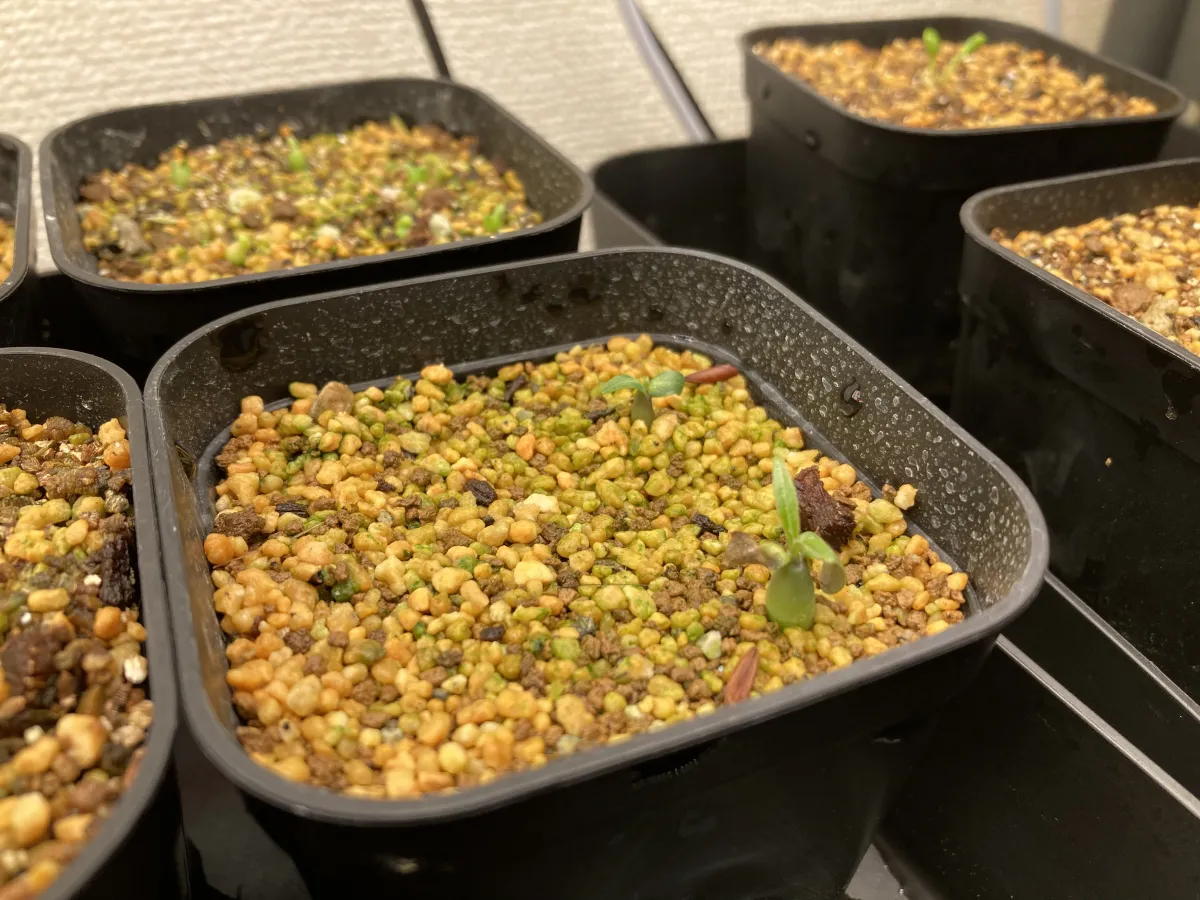 Pachypodium rosulatum var. gracilius (パキポディウム グラキリス)