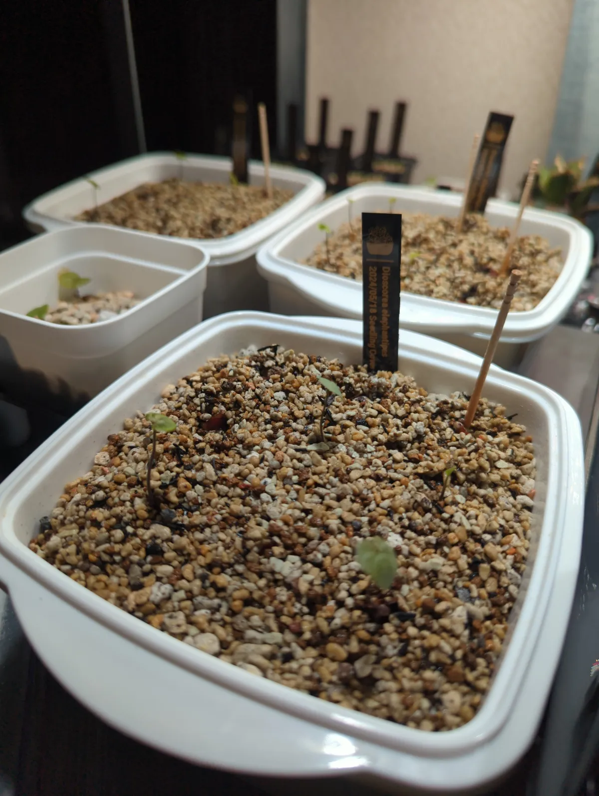 Dioscorea elephantipes (ディオスコレア エレファンティペス アフリカ亀甲竜)