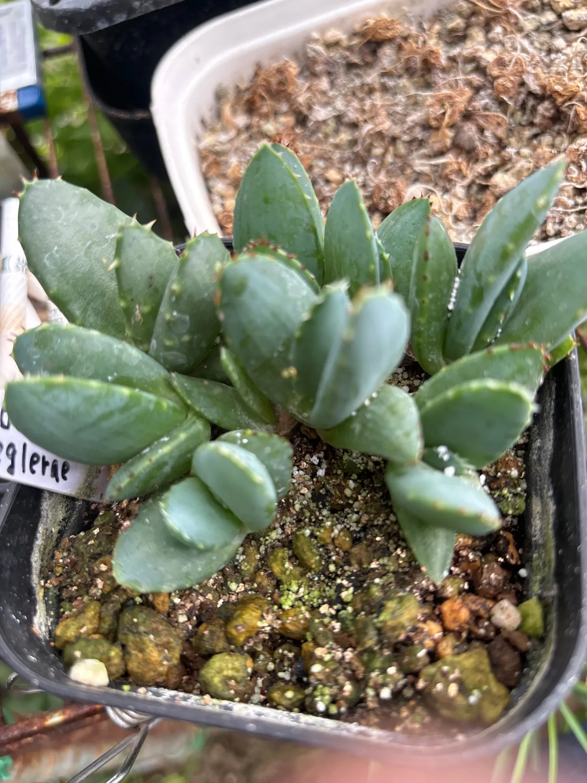 Aloe peglerae (アロエ ペグレラエ)