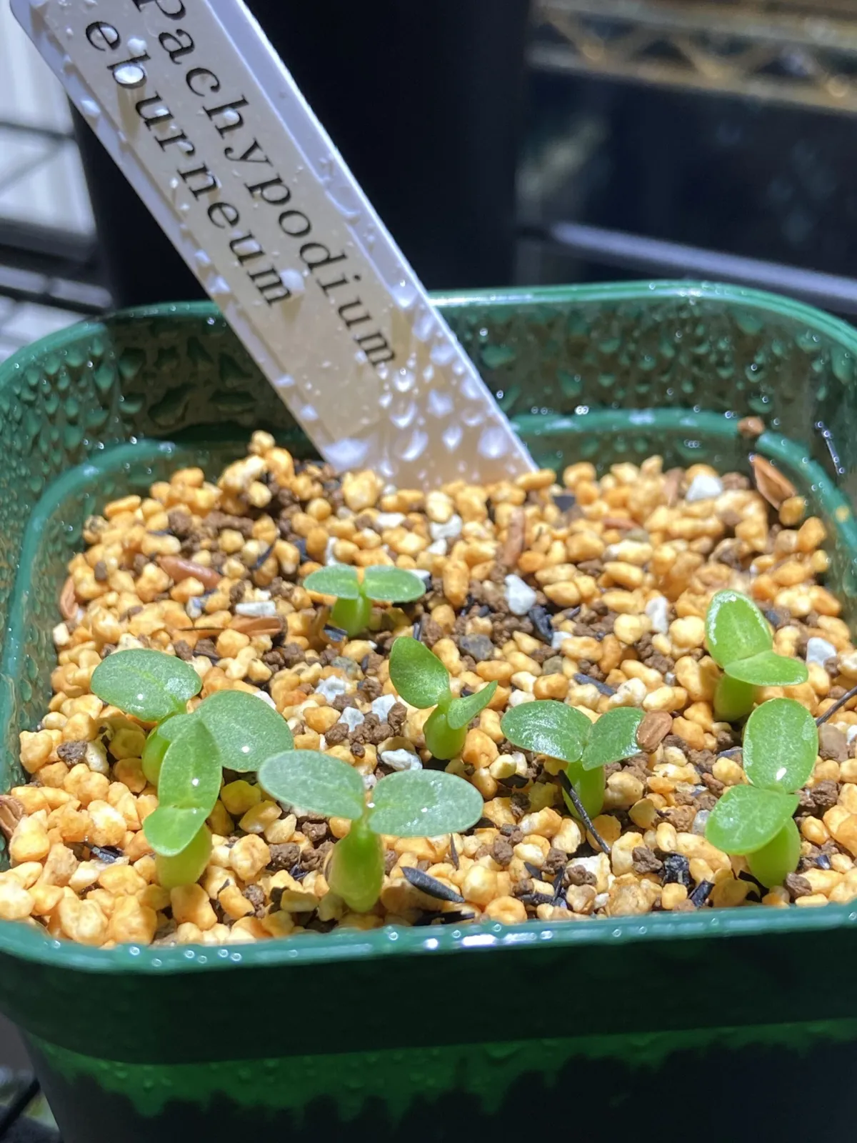 Pachypodium rosulatum var. eburneum (パキポディウム エブレネウム)