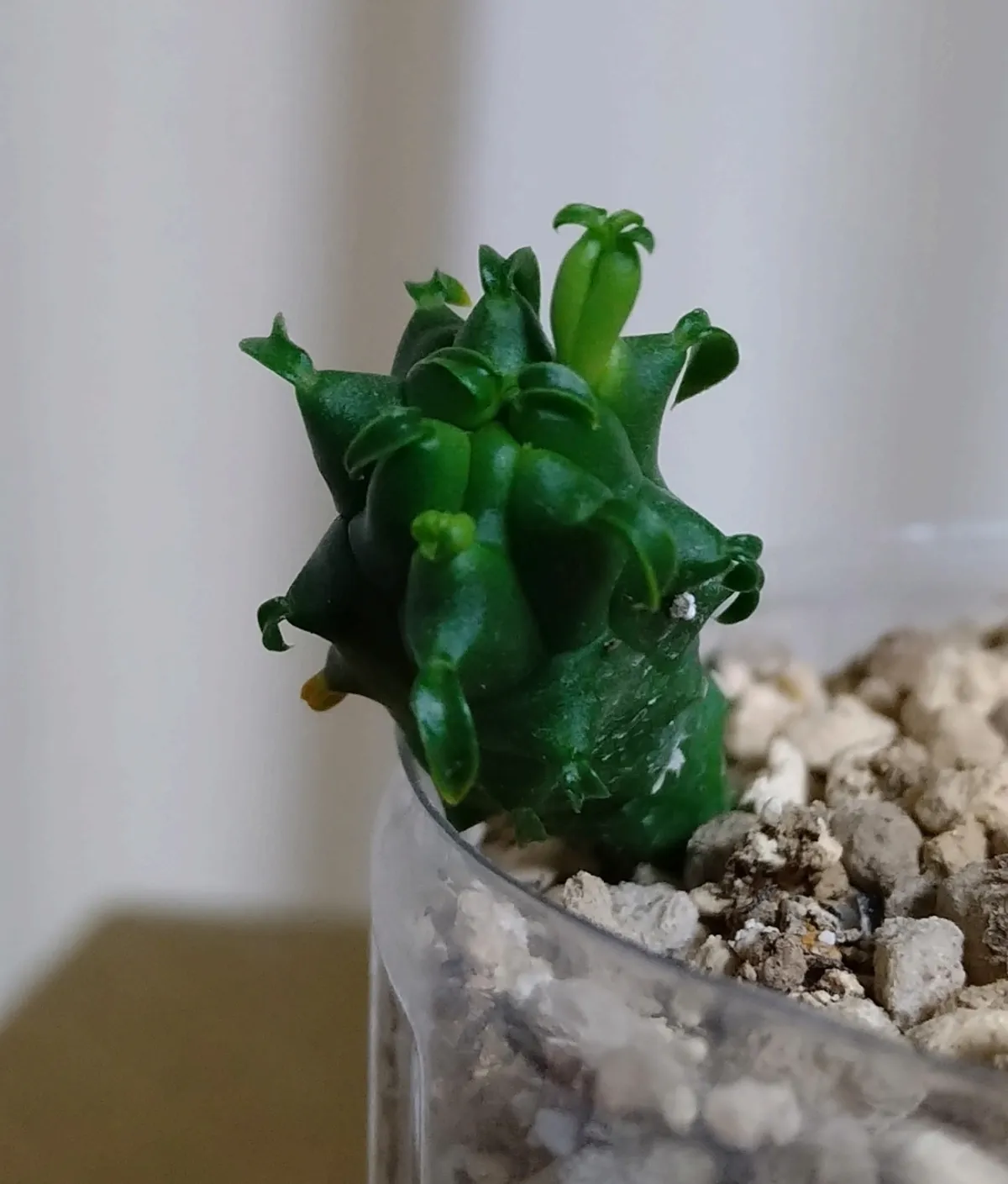 Euphorbia inermis var. huttonae (ユーフォルビア イネルミス 九頭竜)