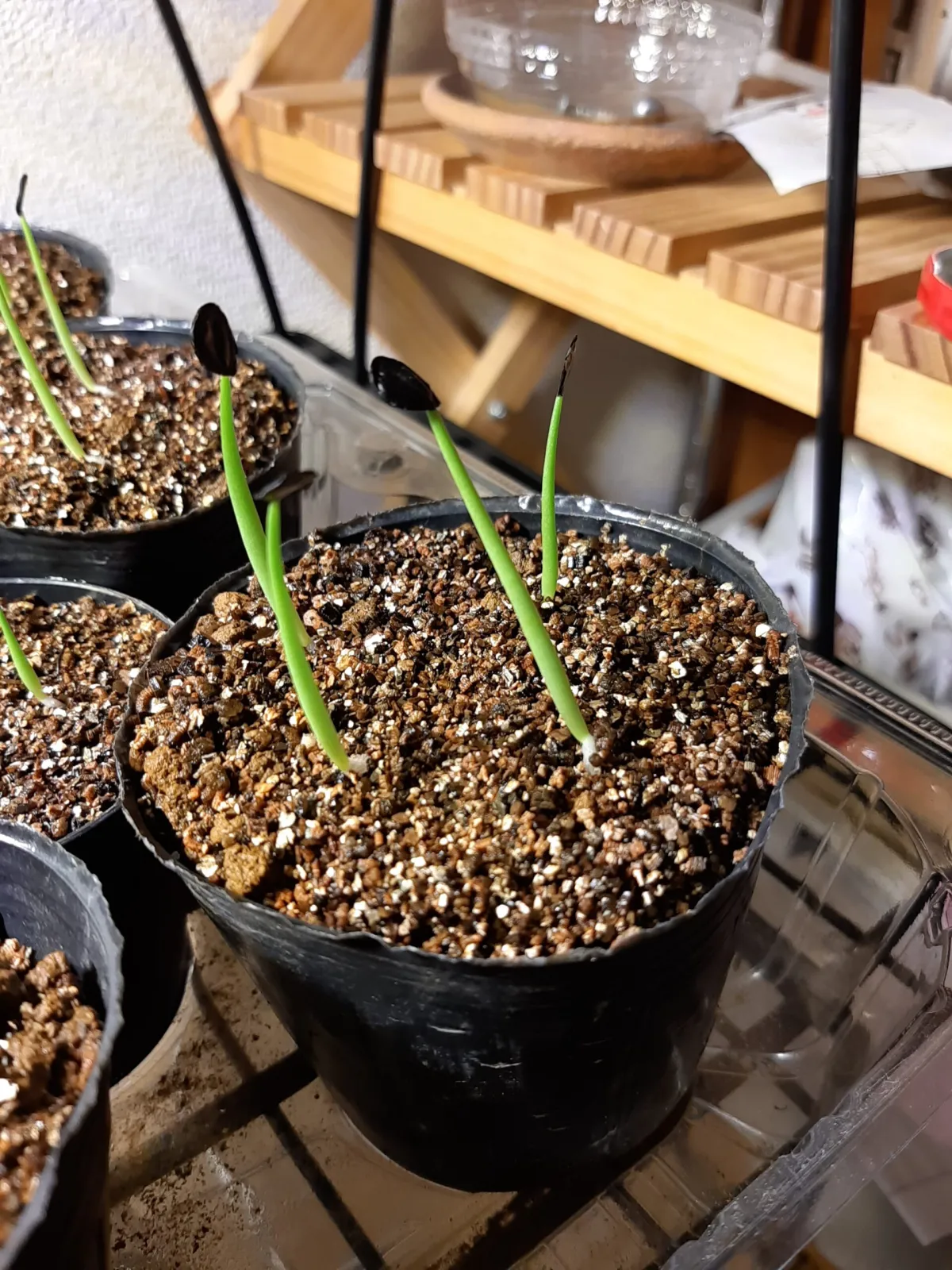 Agave gentryi La Escondida (アガベ ジェントリー ラ・エスコンディーダ)