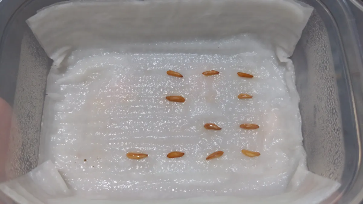 [無料種子] 発芽難 パキポディウム グラキリス　 Pachypodium rosulatum var. gracilius