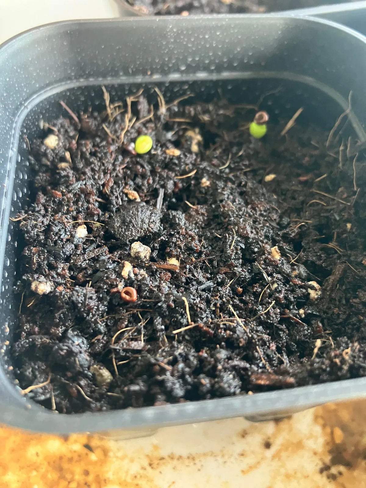 Astrophytum asterias cv. Super kabuto Super Kabuto (アストロフィツム スーパーカブト)