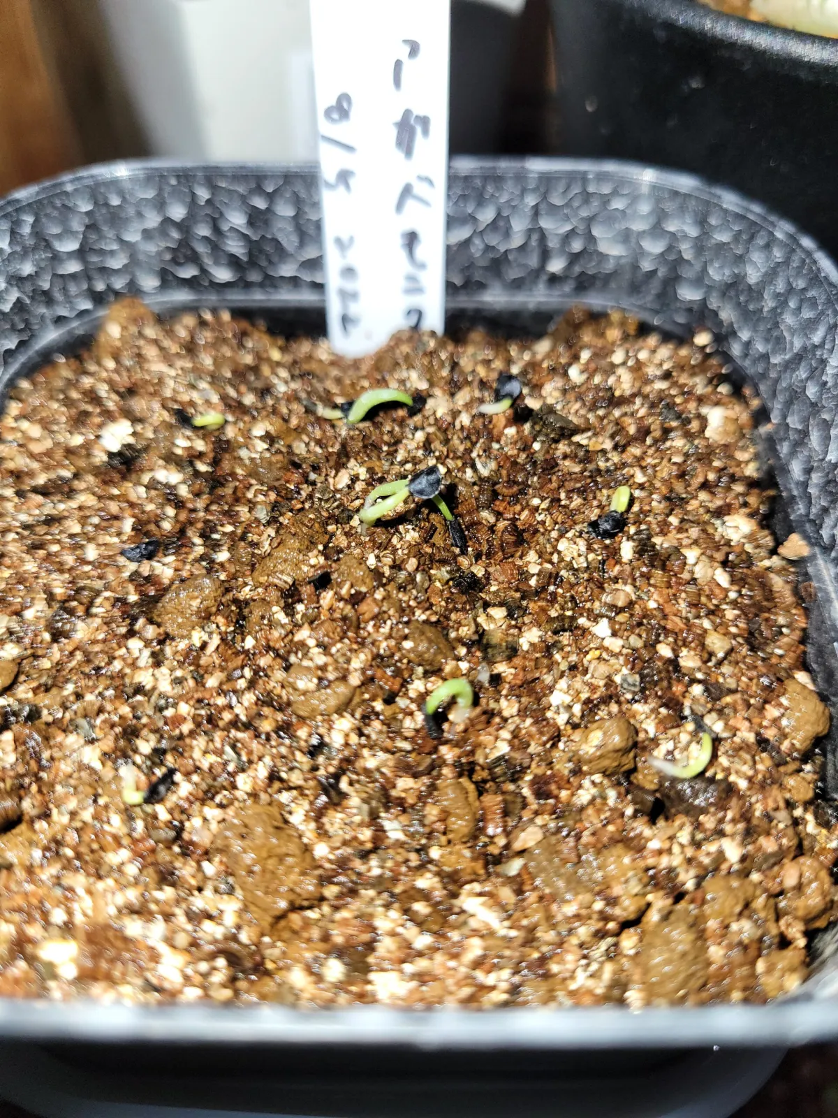 Agave vilmoriniana (アガベ ビルモリニアナ)