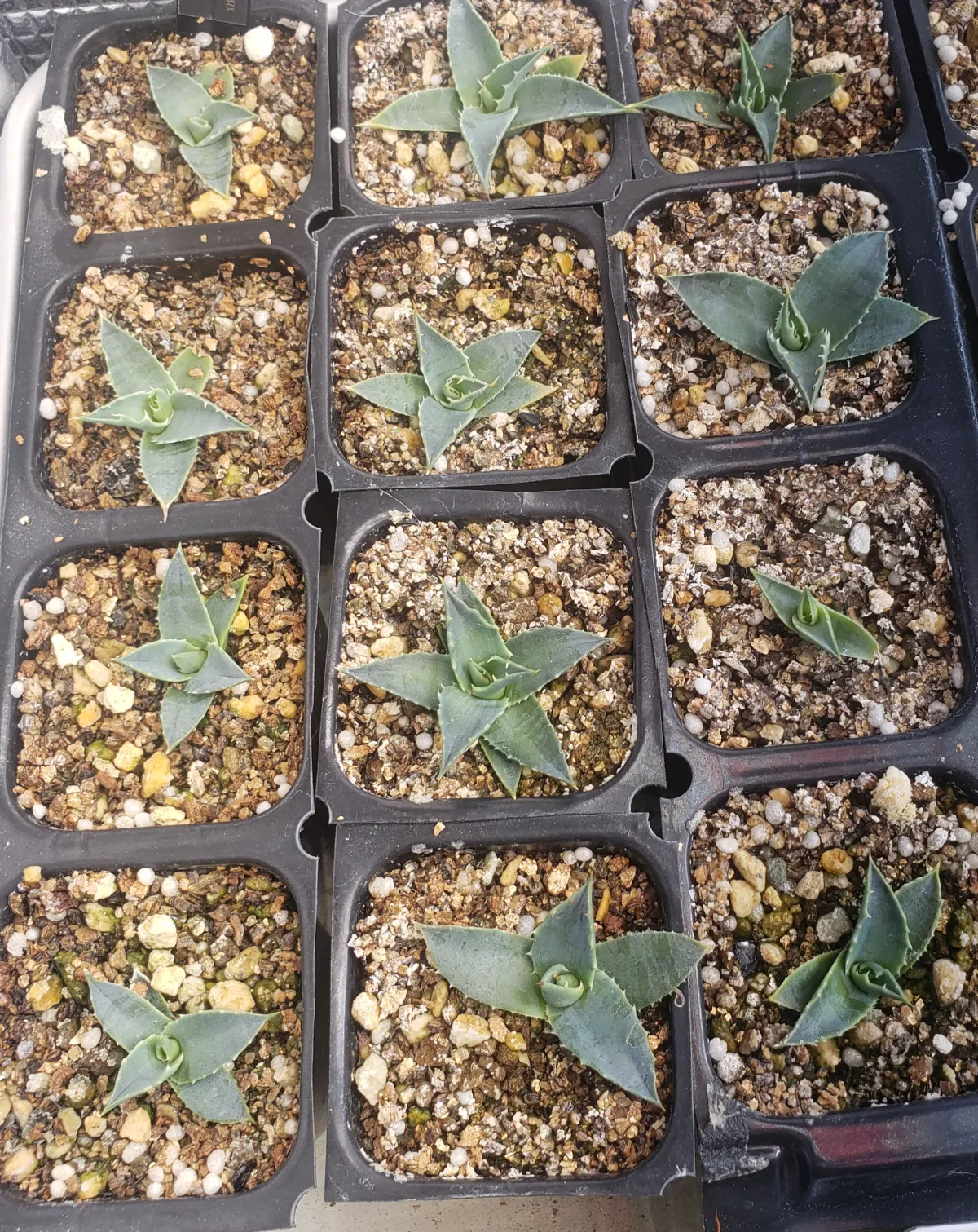 Agave utahensis var. nevadensis 'Compacta' (アガベ ネバデンシス コンパクタ)