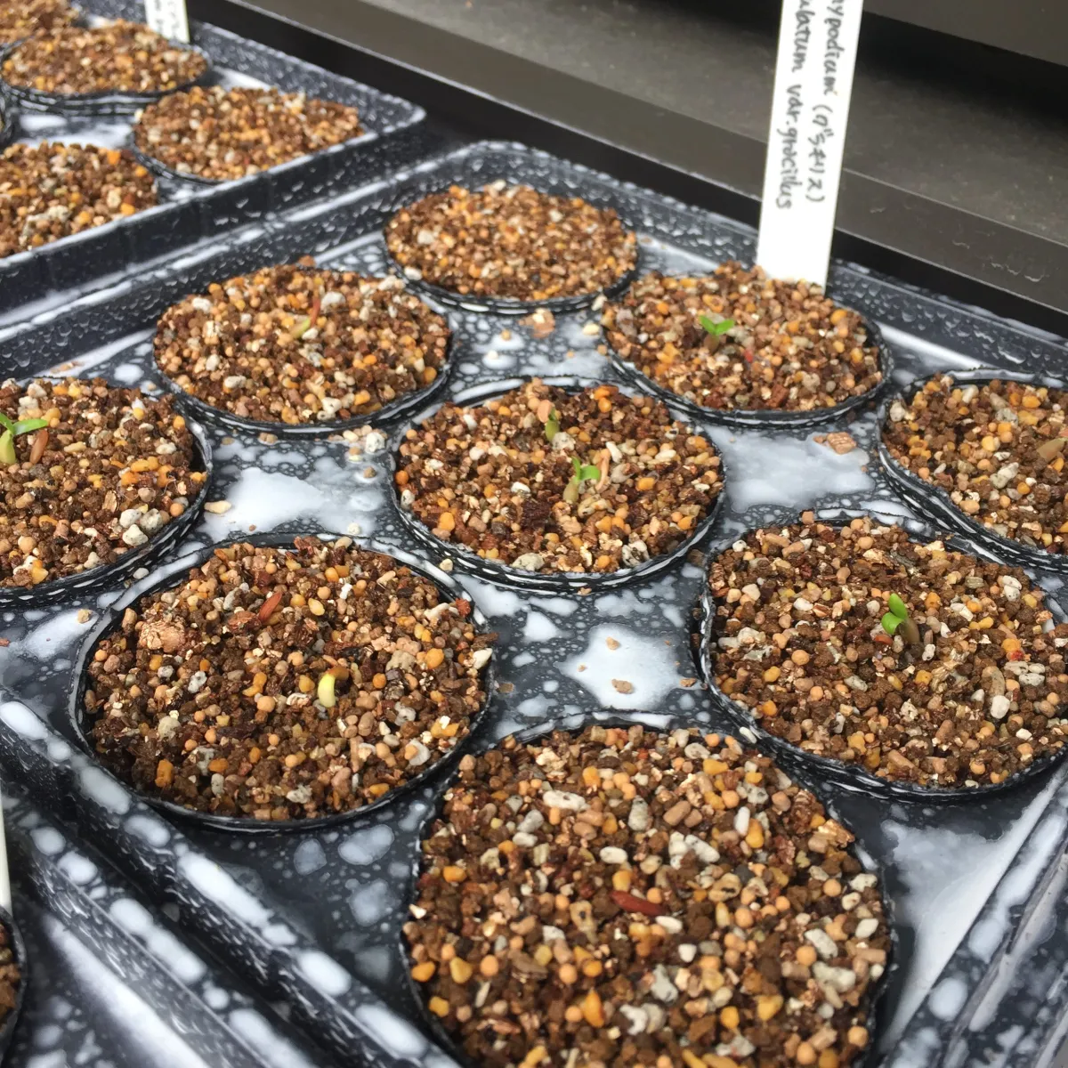 Pachypodium rosulatum var. gracilius (パキポディウム グラキリス)